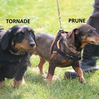 TORNADE HAA24734, chienne à adopter