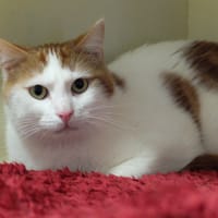 ZIRA PAB28663, chat à adopter