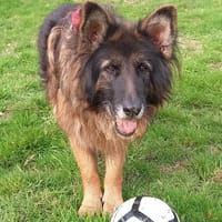 NINJA, chien à adopter