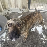 SPIDER, chien à adopter