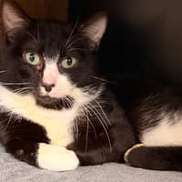 Volt CAB5363, chat à adopter