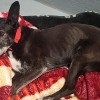 tyson, chien à adopter