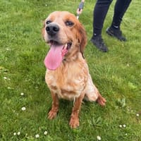 Jessy, chienne à adopter