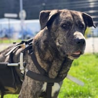 MARCO, chien à adopter