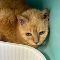 POUTOU, chatte à adopter