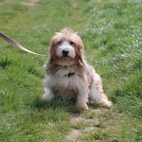 ULMER HAA24737, chien à adopter