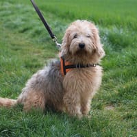 ULANE HAA24738, chien à adopter