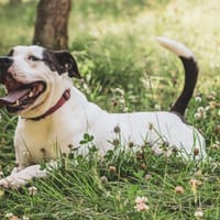 Branco, chien à adopter