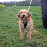 VANILLE HAA24736, chienne à adopter