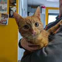 ROUDOUDOU, chat à adopter