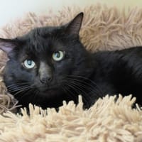 LEO PAB28601, chat à adopter