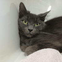 TWINKLE, chatte à adopter