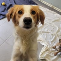 CHOUPINETTE, chienne à adopter