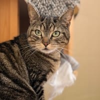 Bonnie CAB5378, chatte à adopter