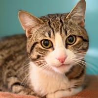 Capone CAB5364, chat à adopter