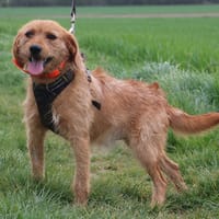 VICO HAA24735, chien à adopter