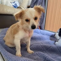 RAPHAEL, chien à adopter