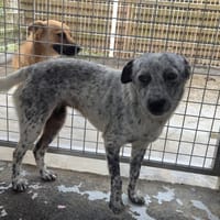 ROSALIA, chienne à adopter