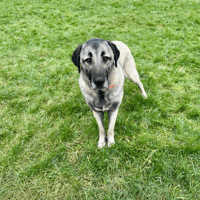 TUSS, chienne à adopter