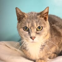 ZOE, chatte à adopter