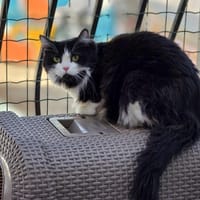 Yaya, chatte à adopter