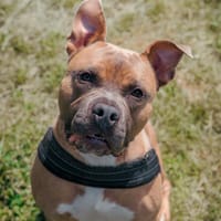 ROCKET, chien à adopter