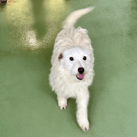 ALYS, chienne à adopter