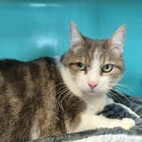 SIMBA, chat à adopter