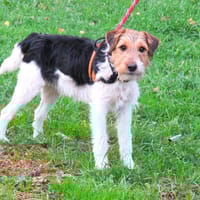 KING, chien à adopter