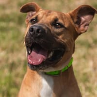 OROCHI, chien à adopter