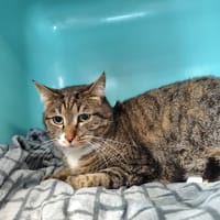 LOKI, chat à adopter