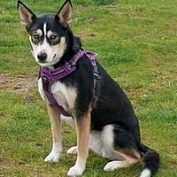 AZUR, chienne à adopter