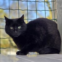 Mimosa, chatte à adopter