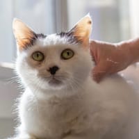 Minou, chat à adopter