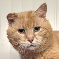 ASLAN, chat à adopter