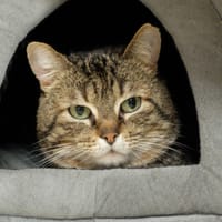 MIMI PAB28623, chat à adopter