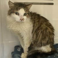 NALA, chatte à adopter