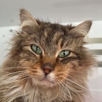 Pim's, chat à adopter