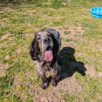 GAROU, chien à adopter