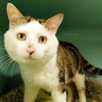 Bretzel PAB28569, chat à adopter