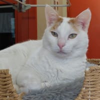 MIMO PAB28582, chat à adopter