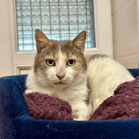 MOLLIE, chatte à adopter