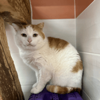 AMARO, chat à adopter