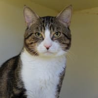 PAB28586 Mulot, chat à adopter