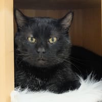 PAB28481 Turbo, chat à adopter