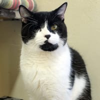 BANGUI PAB28498, chat à adopter