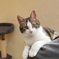BISOU, chat à adopter