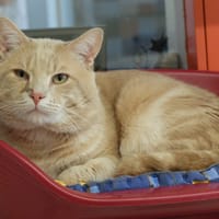 Honey PAB28484, chat à adopter