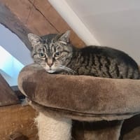 POUSSY, chatte à adopter