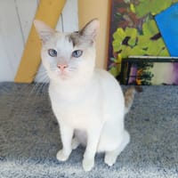 Lily Rose, la petite frimousse, chatte à adopter